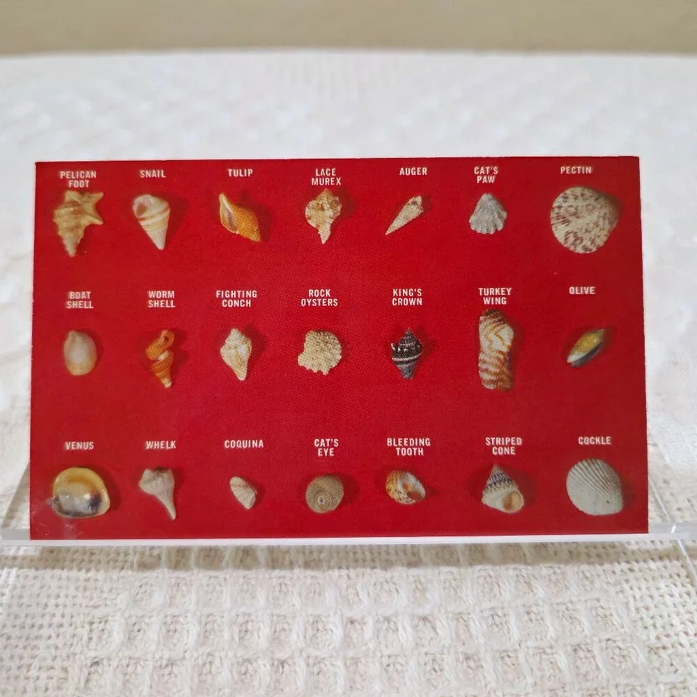 Vintage Collection of Shell Found on Florida Beaches Beckett HSCF63 Postcard UNP